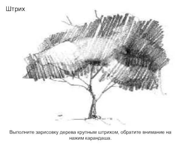 Штрих Выполните зарисовку дерева крупным штрихом, обратите внимание на нажим карандаша.