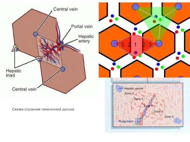 Схема строения печеночной дольки