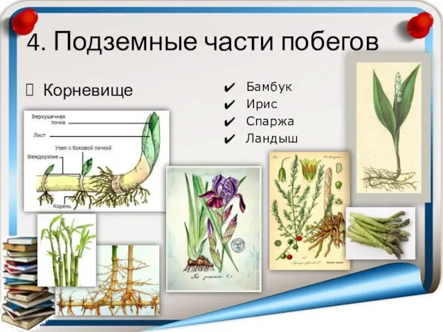 4. Подземные части побегов Корневище Бамбук Ирис Спаржа Ландыш