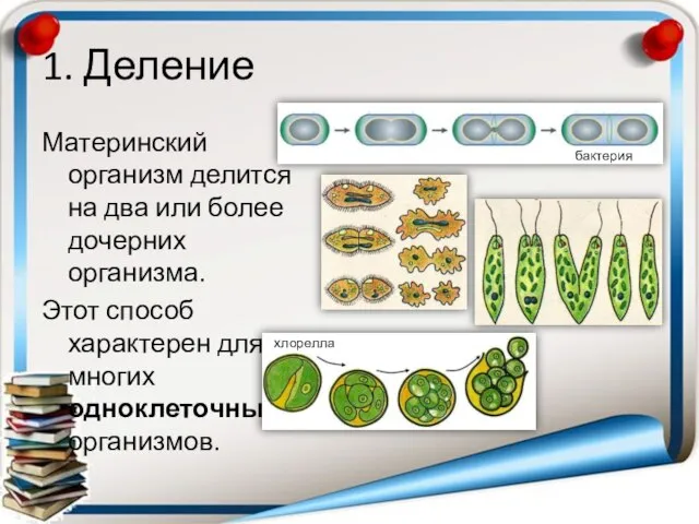 1. Деление Материнский организм делится на два или более дочерних организма.