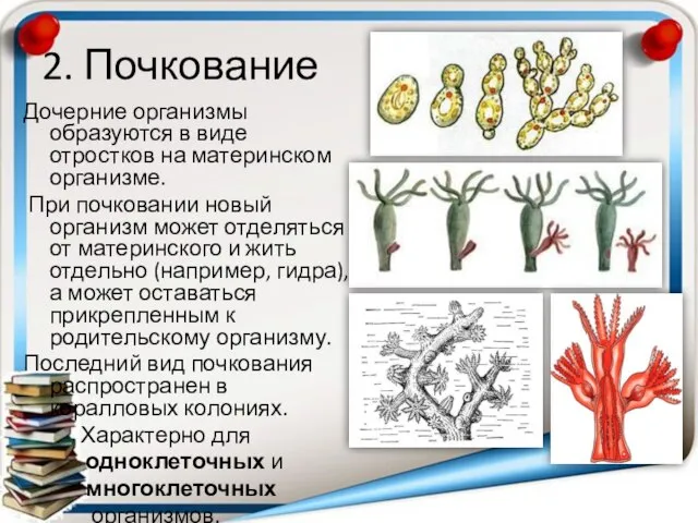 2. Почкование Дочерние организмы образуются в виде отростков на материнском организме.