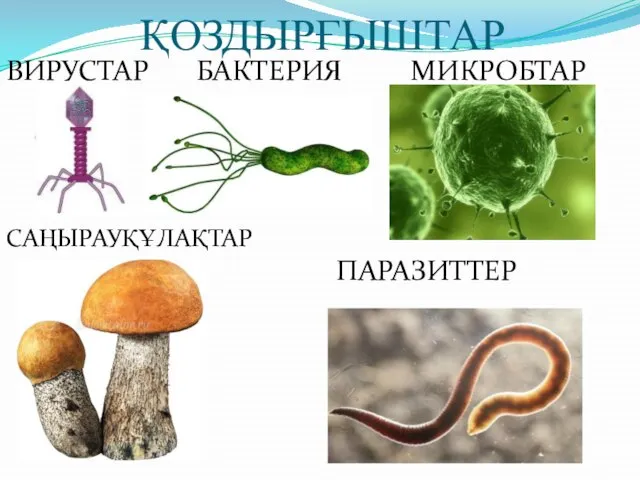 ҚОЗДЫРҒЫШТАР ВИРУСТАР БАКТЕРИЯ МИКРОБТАР САҢЫРАУҚҰЛАҚТАР ПАРАЗИТТЕР