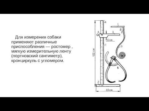 Для измерения собаки применяют различные приспособления — ростомер , мягкую измерительную