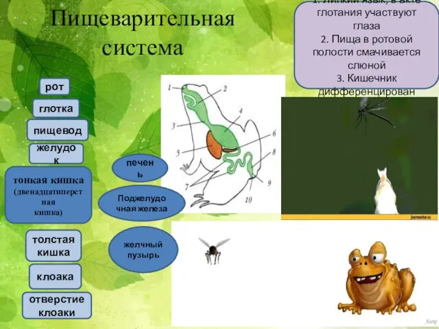 Пищеварительная система 1. Липкий язык; в акте глотания участвуют глаза 2.