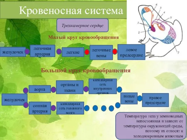 Кровеносная система Малый круг кровообращения желудочек легочная артерия легкие легочные вены