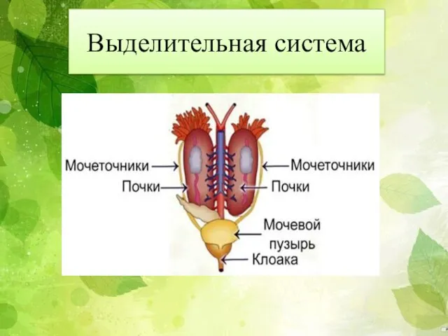 Выделительная система