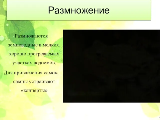 Размножение Размножаются земноводные в мелких, хорошо прогреваемых участках водоемов. Для привлечения самок, самцы устраивают «концерты»