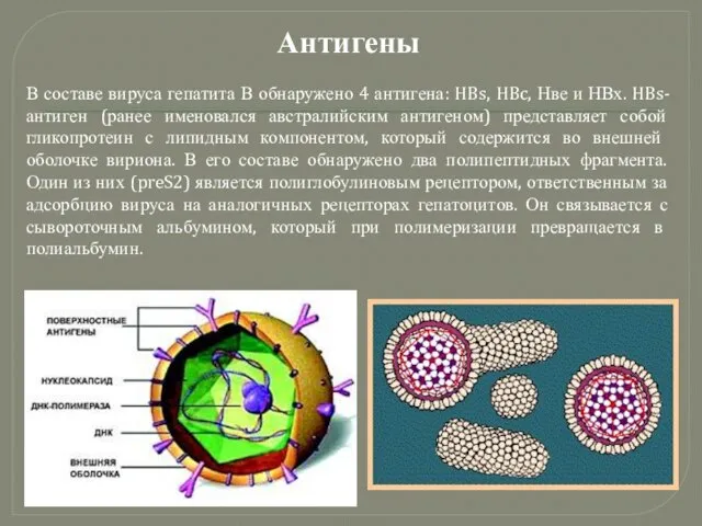 Антигены В составе вируса гепатита В обнаружено 4 антигена: HBs, HBc,