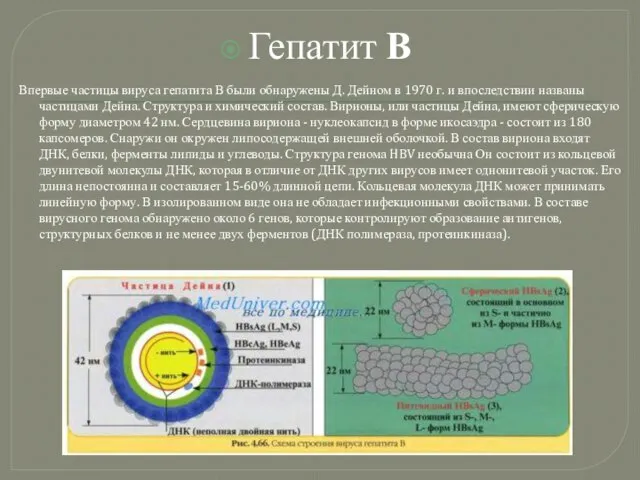 Гепатит В Впервые частицы вируса гепатита В были обнаружены Д. Дейном