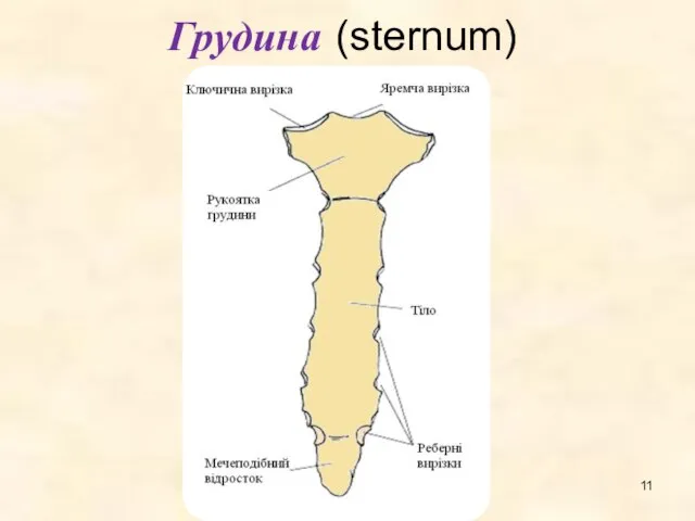 Грудина (sternum)