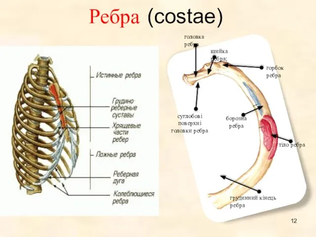 Ребра (costae)