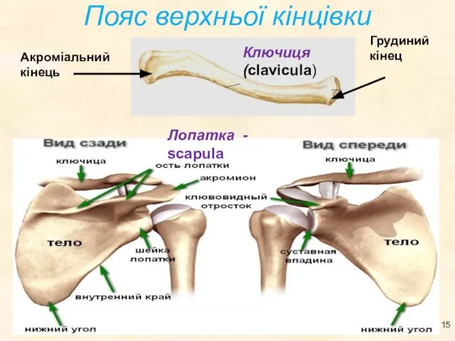 Пояс верхньої кінцівки Лопатка - scapula