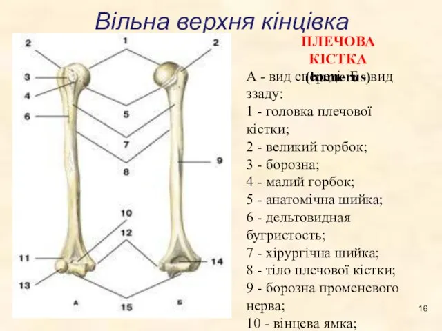 Вільна верхня кінцівка А - вид спереді- Б - вид ззаду: