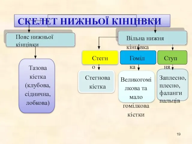 СКЕЛЕТ НИЖНЬОЇ КІНЦІВКИ