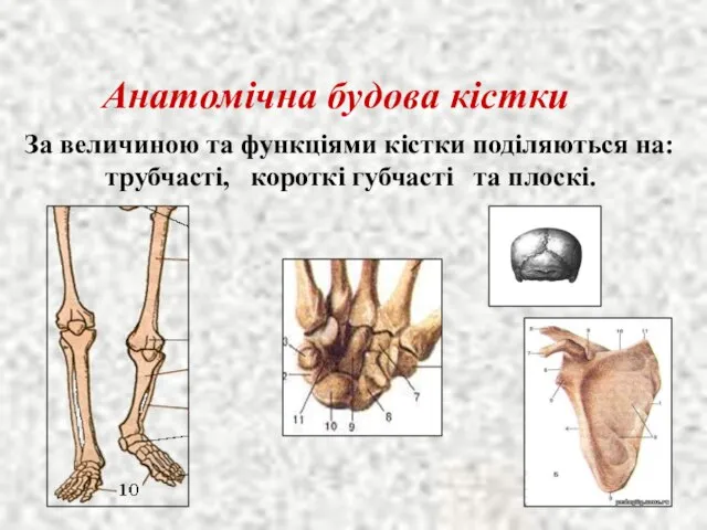 Анатомічна будова кістки За величиною та функціями кістки поділяються на: трубчасті, короткі губчасті та плоскі.