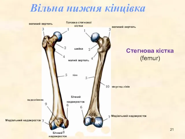 Стегнова кістка (femur) Вільна нижня кінцівка