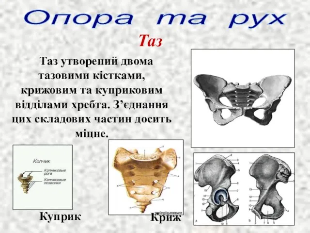 Опора та рух Таз Таз утворений двома тазовими кістками, крижовим та