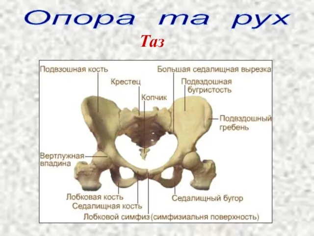 Опора та рух Таз