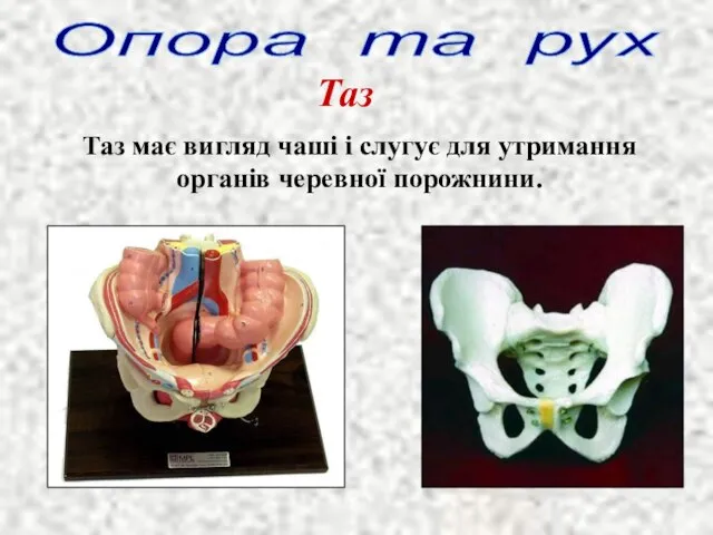 Опора та рух Таз Таз має вигляд чаші і слугує для утримання органів черевної порожнини.