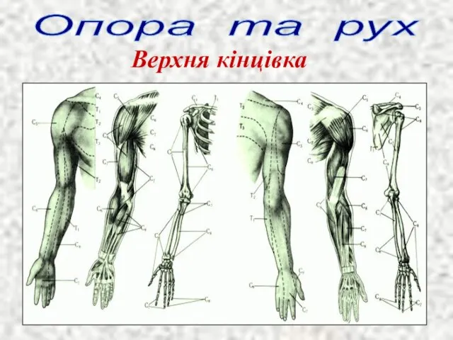 Верхня кінцівка Опора та рух