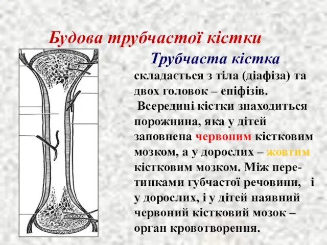 Будова трубчастої кістки Трубчаста кістка складається з тіла (діафіза) та двох