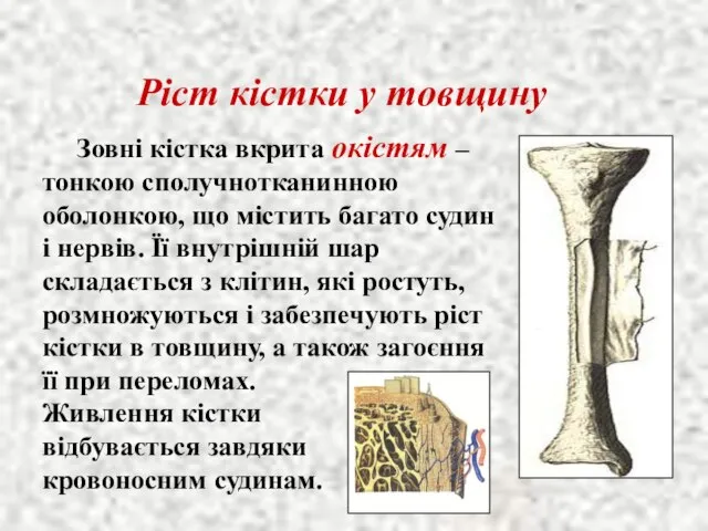 Ріст кістки у товщину Зовні кістка вкрита окістям – тонкою сполучнотканинною