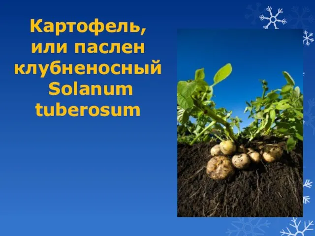 Картофель, или паслен клубненосный Solanum tuberosum