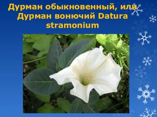 Дурман обыкновенный, или Дурман вонючий Datura stramonium