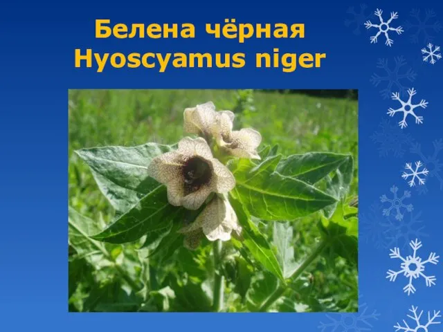 Белена чёрная Hyoscyamus niger