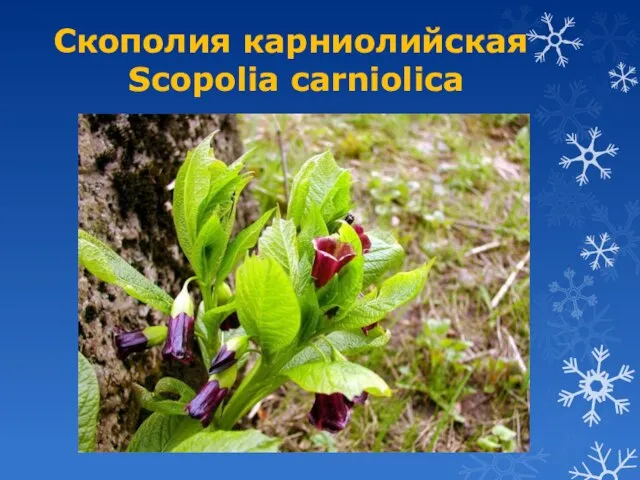 Скополия карниолийская Scopolia carniolica