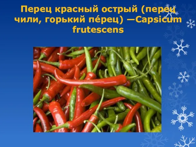 Перец красный острый (перец чили, горький пе́рец) —Capsicum frutescens