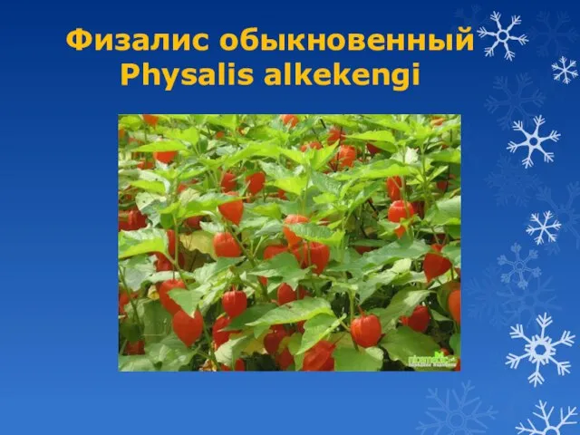 Физалис обыкновенный Physalis alkekengi