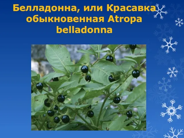 Белладонна, или Красавка обыкновенная Atropa belladonna