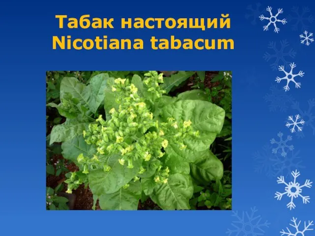 Табак настоящий Nicotiana tabacum