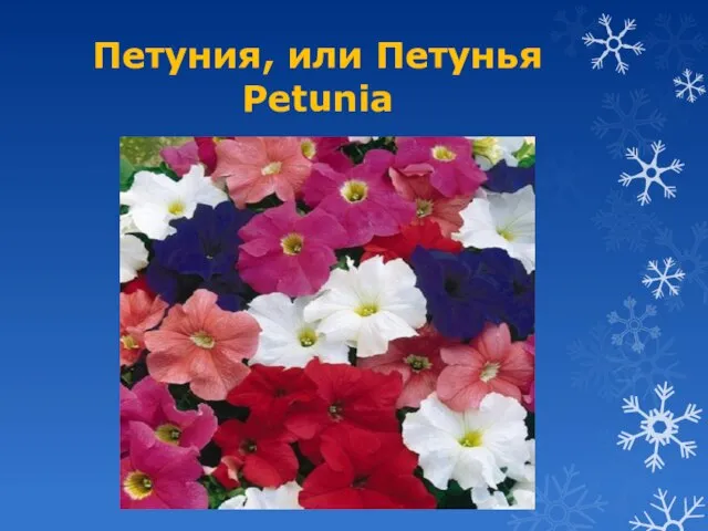 Петуния, или Петунья Petunia