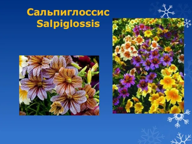 Сальпиглоссис Salpiglossis