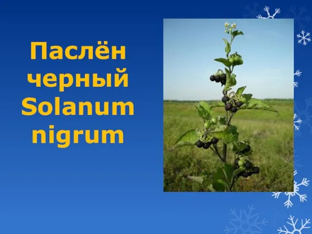 Паслён черный Solanum nigrum