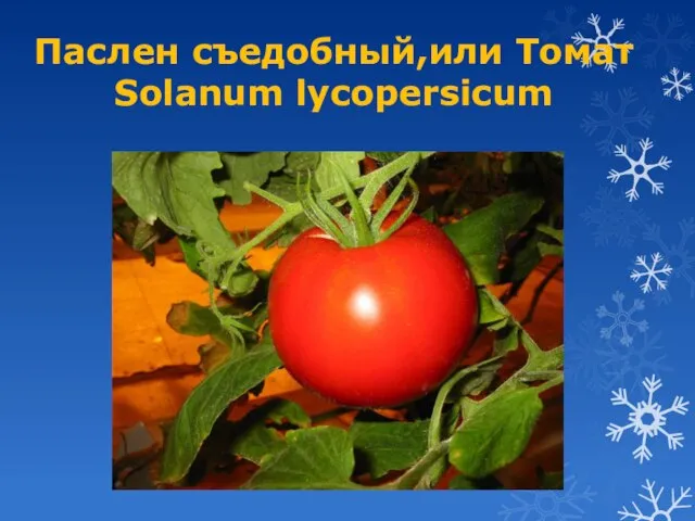 Паслен съедобный,или Томат Solanum lycopersicum