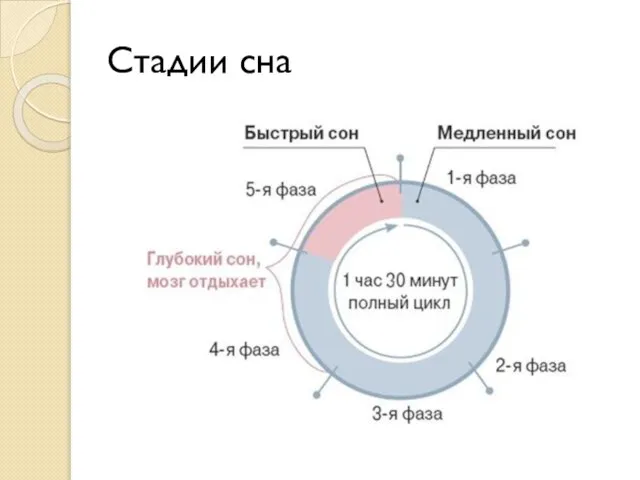 Стадии сна