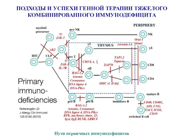 ПОДХОДЫ И УСПЕХИ ГЕННОЙ ТЕРАПИИ ТЯЖЕЛОГО КОМБИНИРОВАННОГО ИММУНОДЕФИЦИТА Пути первичных иммунодефицитов