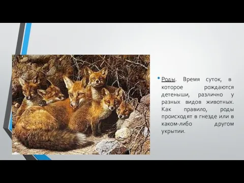 Роды. Время суток, в которое рождаются детеныши, различно у разных видов