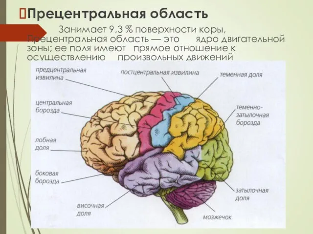 Прецентральная область Занимает 9,3 % поверхности коры, Прецентральная область — это