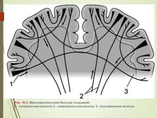 Рис. 14.3. Миелоархитектоника больших полушарий. 1 - проекционные волокна; 2 -