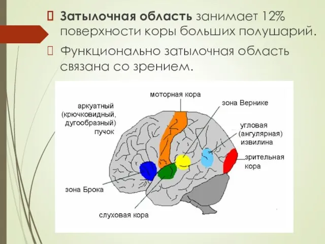 Затылочная область занимает 12% поверхности коры больших полушарий. Функционально затылочная область связана со зрением.