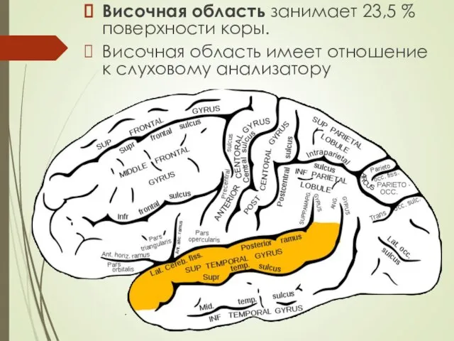 Височная область занимает 23,5 % поверхности коры. Височная область имеет отношение к слуховому анализатору