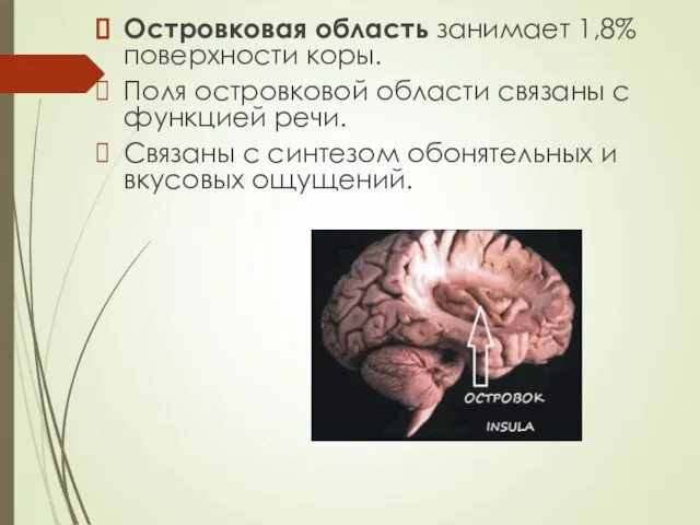 Островковая область занимает 1,8% поверхности коры. Поля островковой области связаны с