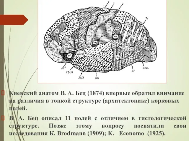 Киевский анатом В. А. Бец (1874) впервые обратил внимание на различия