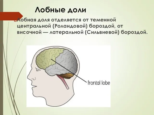 Лобные доли Лобная доля отделяется от теменной центральной (Pоландовой) бороздой, от височной — латеральной (Cильвиевой) бороздой.