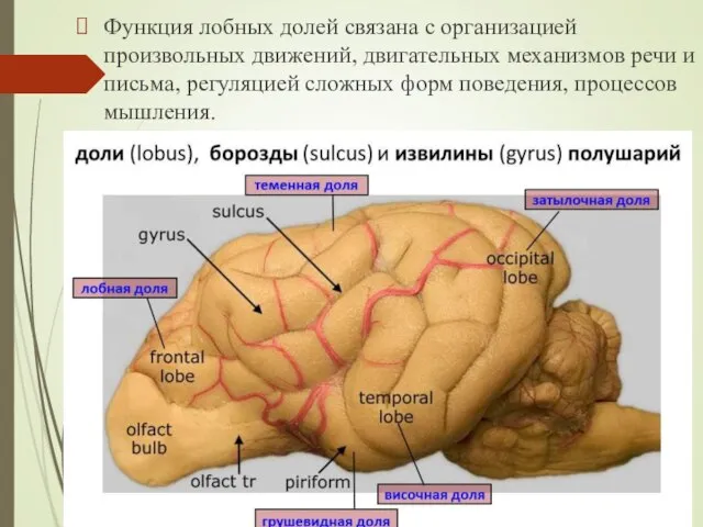 Функция лобных долей связана с организацией произвольных движений, двигательных механизмов речи