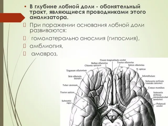 В глубине лобной доли - обонятельный тракт, являющиеся проводниками этого анализатора.